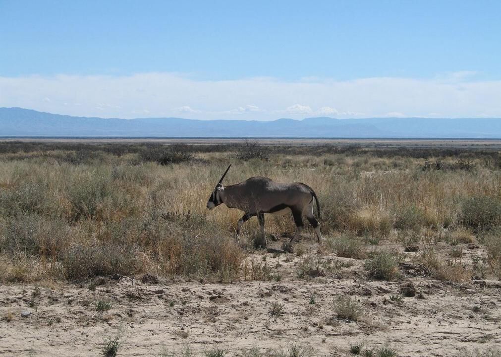 #29. New Mexico